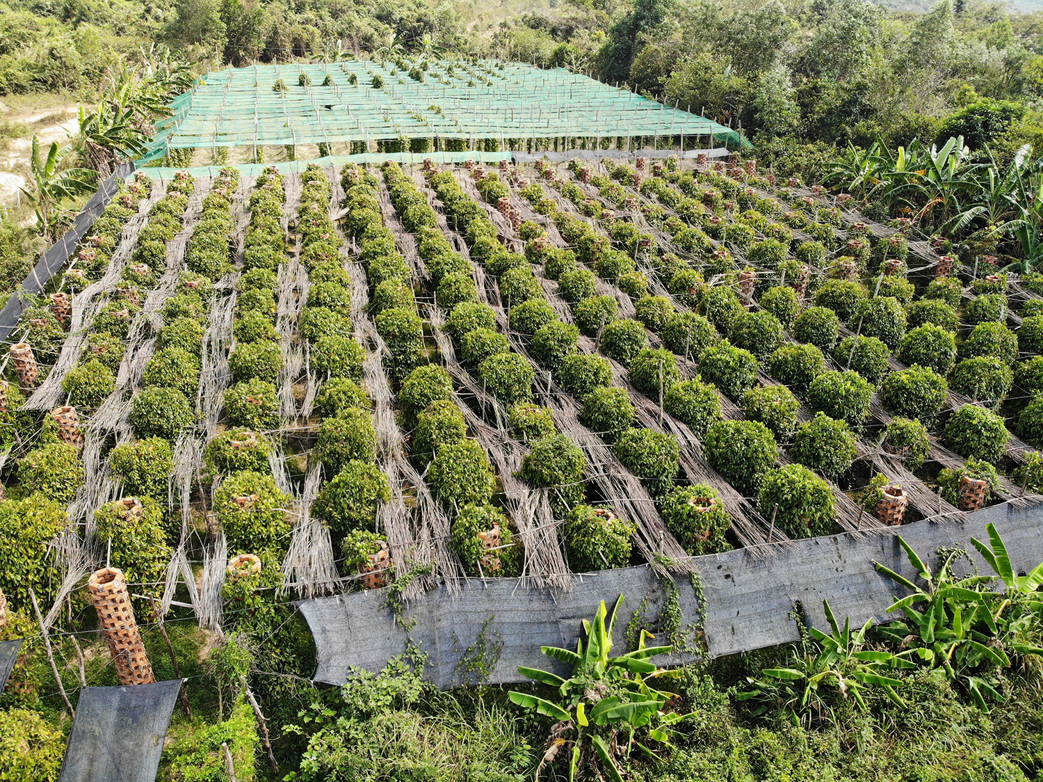 kampot pepper farm tour