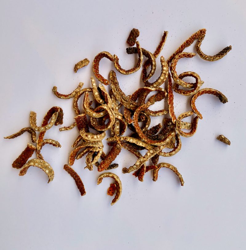 BoTree Dried Red Pippali Ribbons (Java Pepper), dried, 50g